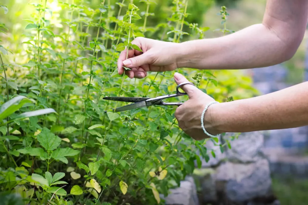 Pruning Oregano Plants