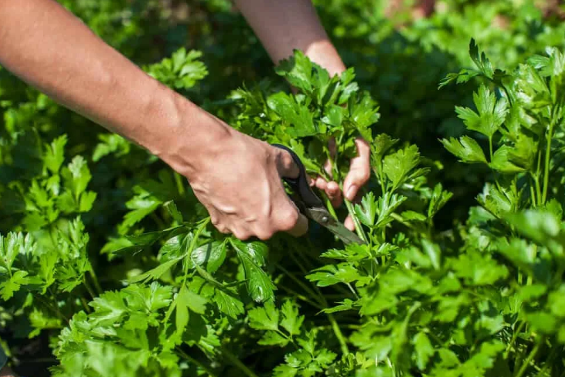 How to harvest parsley without killing the plant - 5 top tips