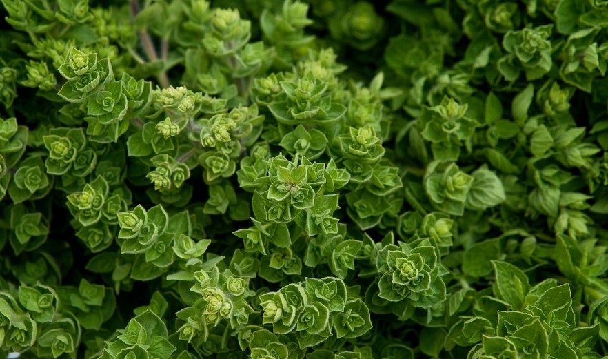 harvest oregano