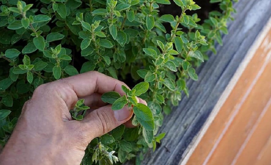 How To Harvest Oregano Best Helpful