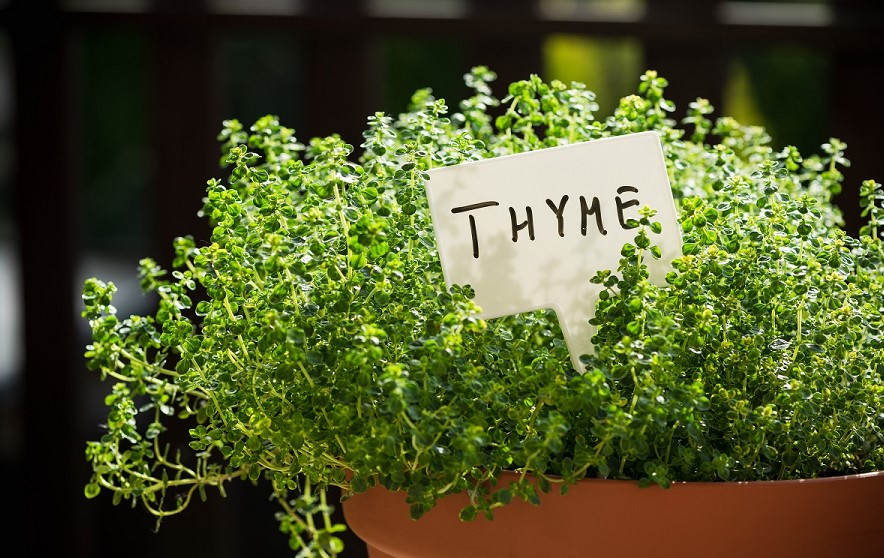 how to harvest thyme
