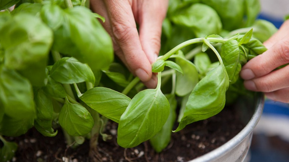 How to trim basil plant without killing it: Top Advices 2023