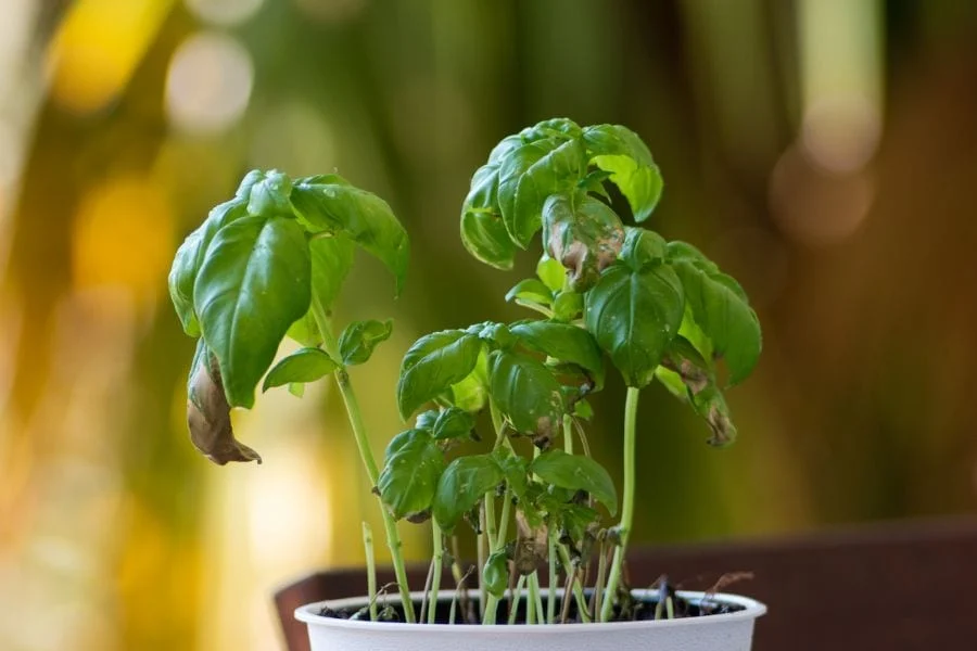 Why Is My Basil Plant Wilting: Top Reasons & Helpful Guide