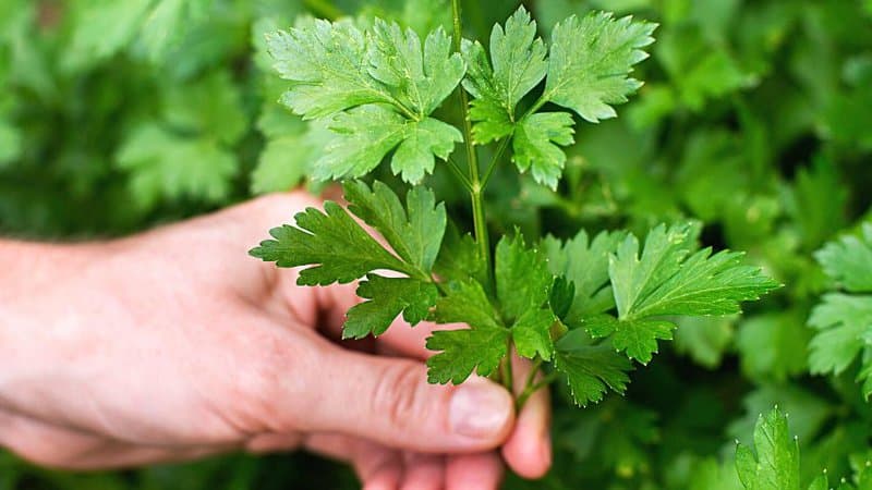 Inspect your parsley first for its structure and shape before you prune it