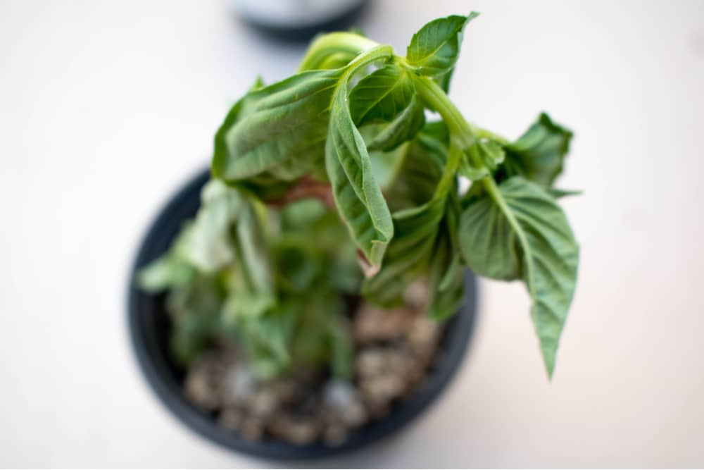 why is my basil plant wilting
