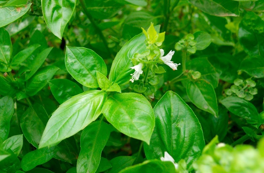 how to stop basil from flowering