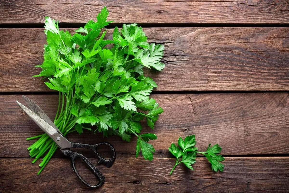 How To Prune Parsley: 6 Best Helpful Advices & Guide