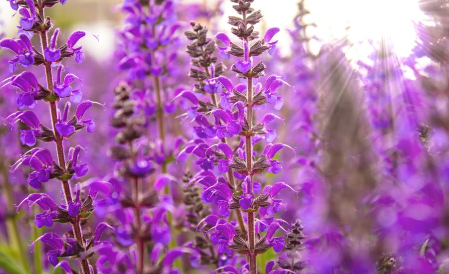 Can you grow Salvia with lavender 1