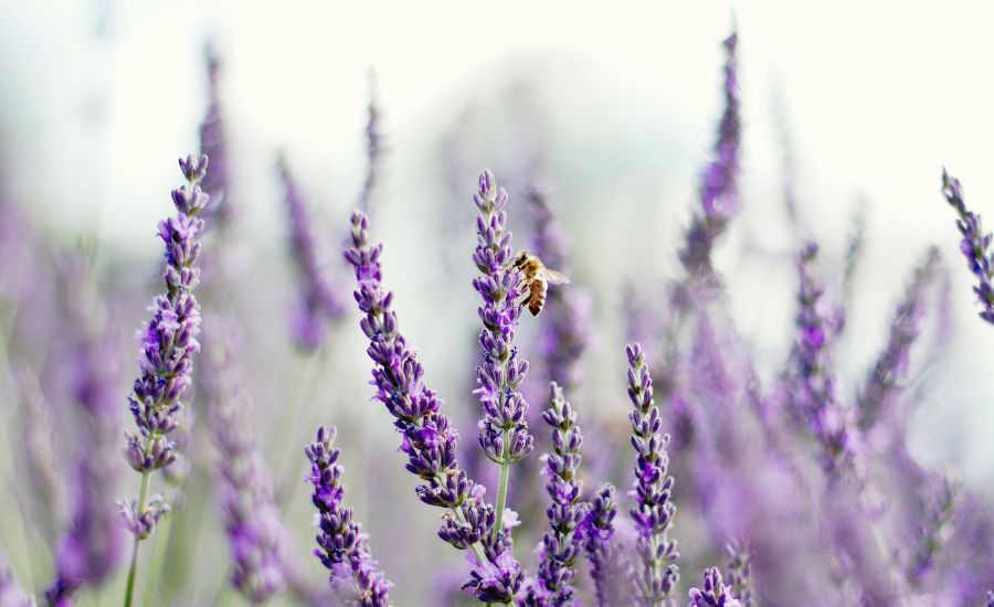 Can you grow Salvia with lavender