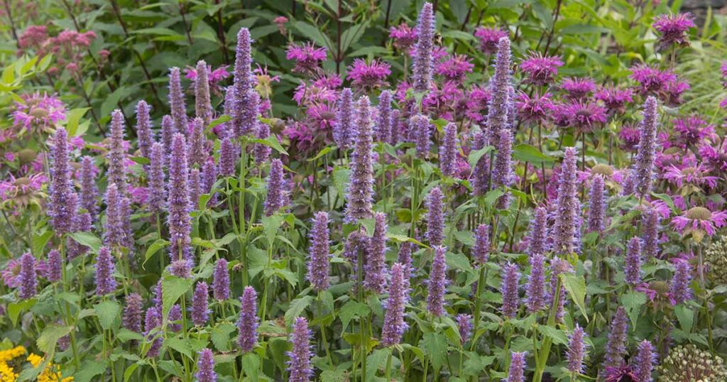 How to Grow Anise Hyssop FB