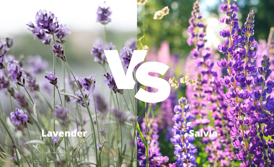 Salvia vs. lavender: best guide & helpful review | bebefits