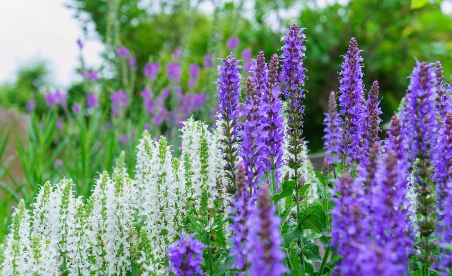 salvia vs. lavender