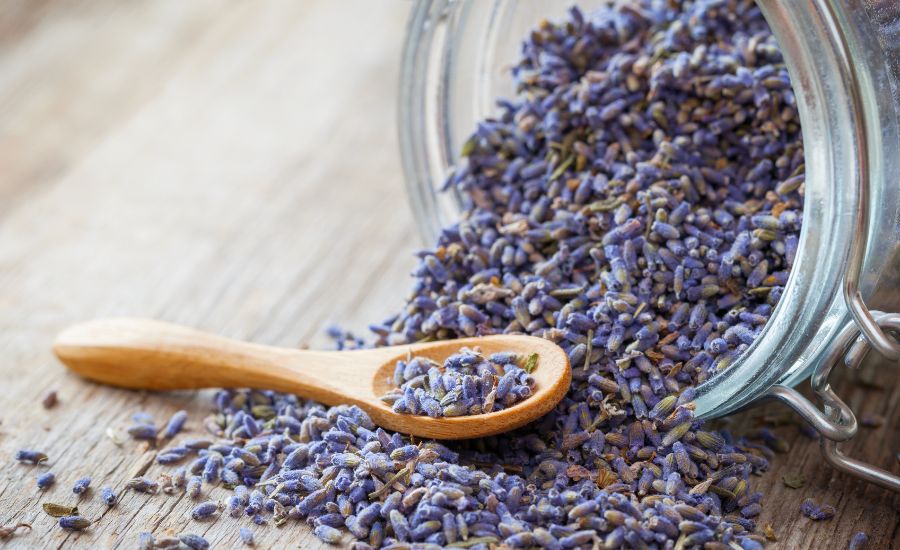 how to dry lavender in the oven
