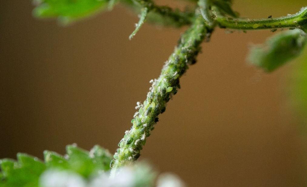 mint plant bugs
