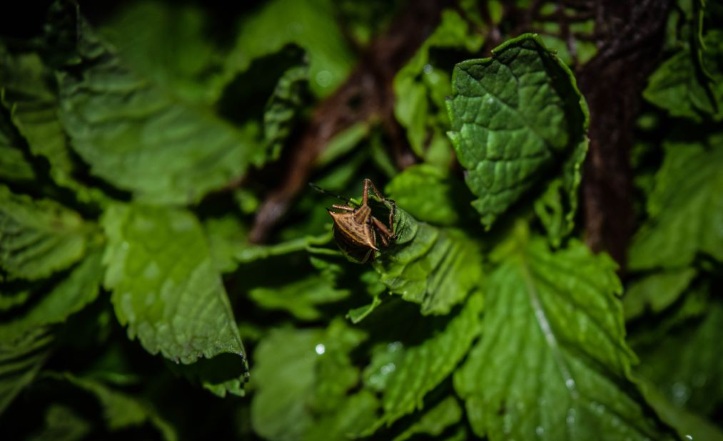 Mint plant bugs: 7 main bugs | best guide & helpful advices