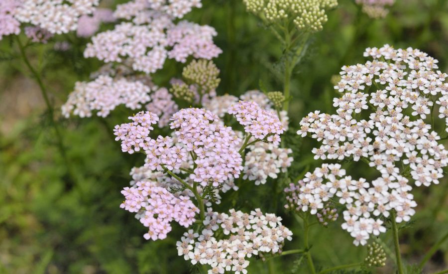 not to plant with yarrow 4