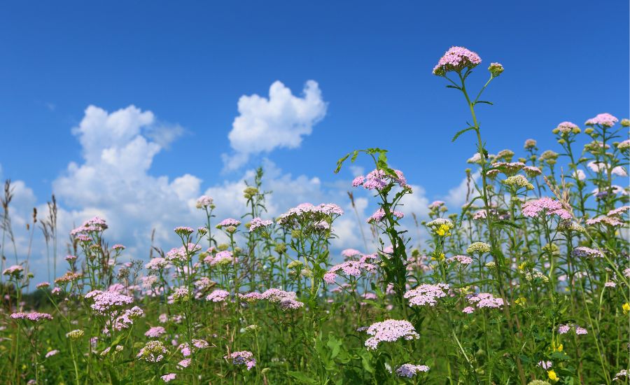 not to plant with yarrow 5