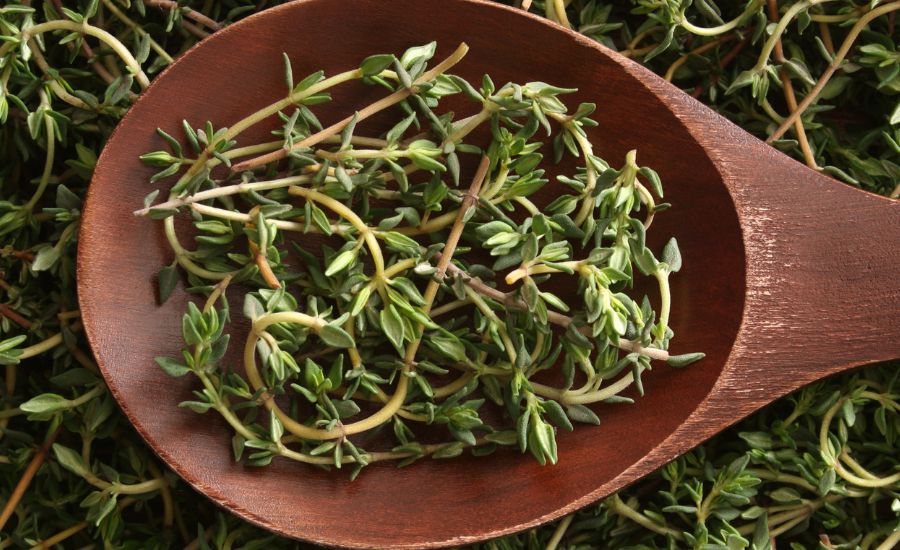 sprig of thyme 6