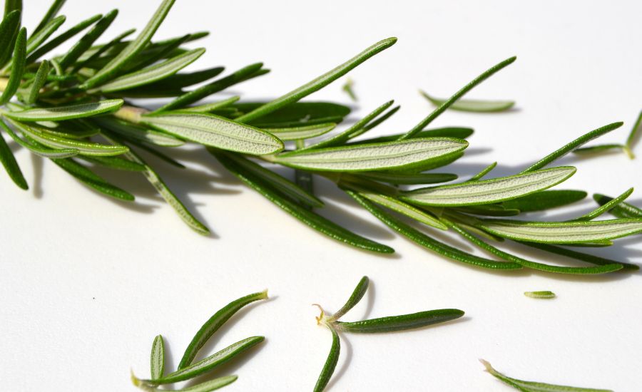 sprig of thyme