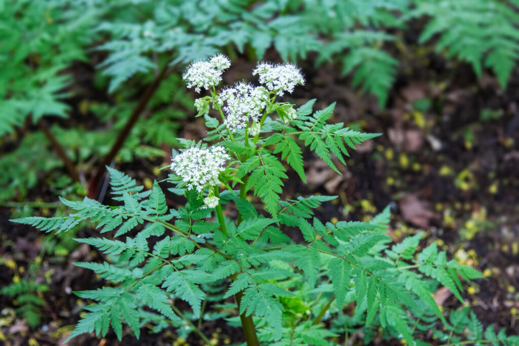 sweet cicely plant